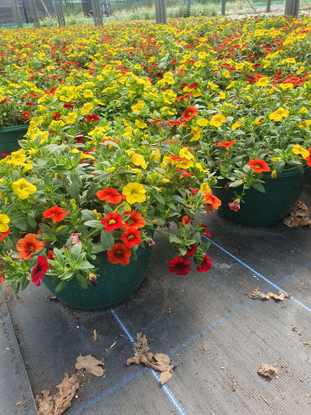 Mixed Calibrachoa Hanging Pots