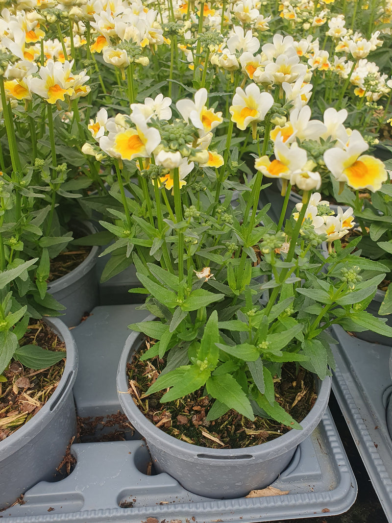 1L Nemesia (Spring, Summer)