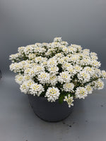 *DEAL OF THE WEEK* Iberis patio pot x 2