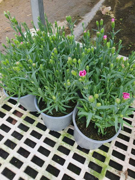 *DEAL OF THE WEEK* Mixed Tray 10.5cm Dianthus