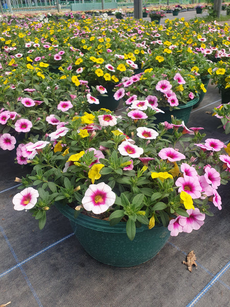 Mixed Calibrachoa Hanging Pots