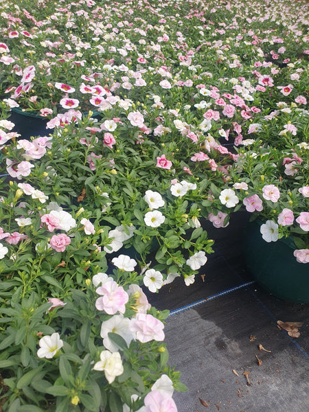 Mixed Calibrachoa Hanging Pots
