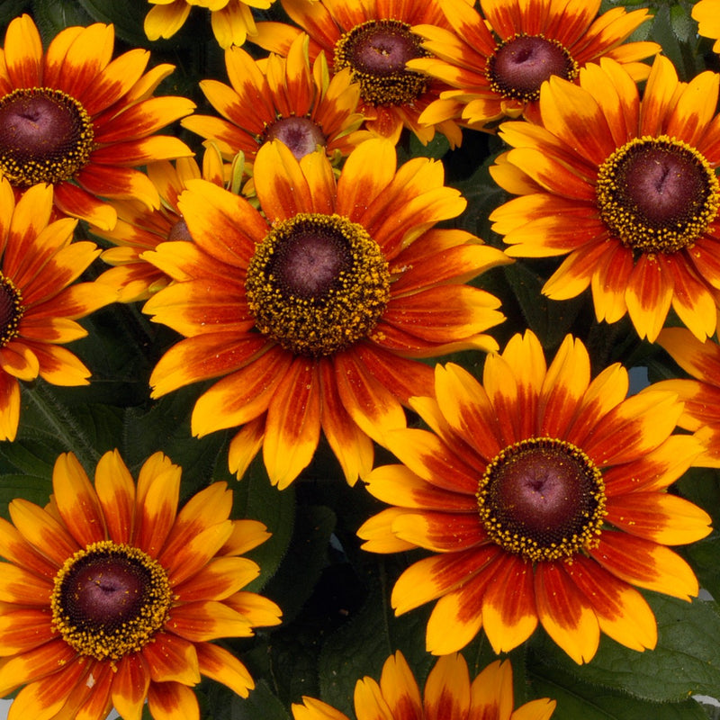 Rudbeckia 2L Pot *Deal 2 FOR £9.99* (Summer, Autumn)