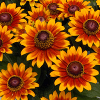 Rudbeckia 2L Pot *Deal 2 FOR £9.99* (Summer, Autumn)