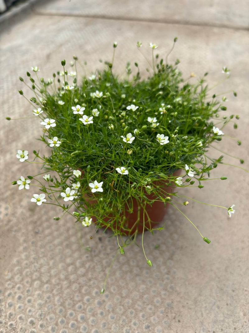 Sagina Lime Moss (Summer, Autumn)