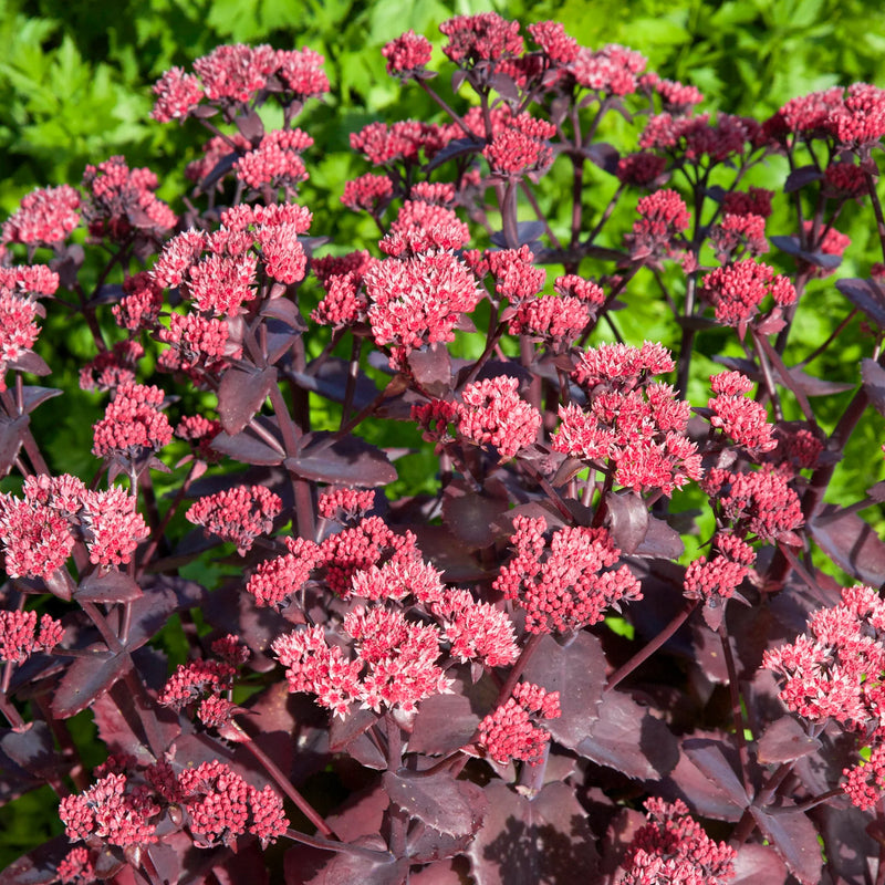 Sedum Seduction Cherry Chocolate (Perennial, Summer, Autumn, Spring, Foliage)