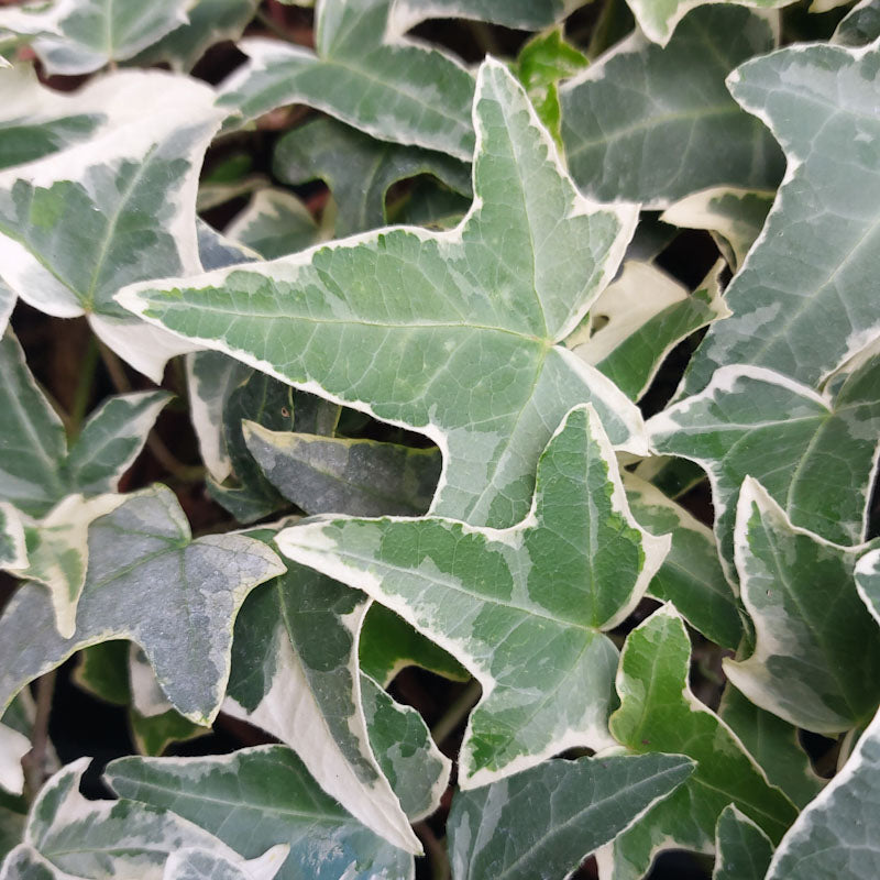10.5cm Trailing Ivy (Foliage, Perennial)