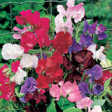 Sweet Pea (Spring, Summer)