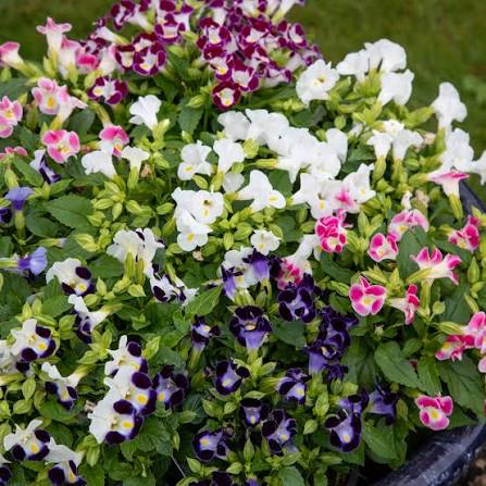 Torenia 8 x 1L Plants (Summer)