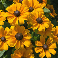 Rudbeckia 2L Pot *Deal 2 FOR £9.99* (Summer, Autumn)