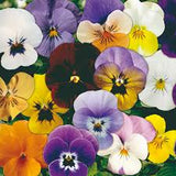 1L Viola Tray of 3 Pots (summer, autumn, spring)