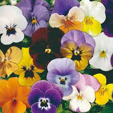 1L Viola Tray of 3 Pots (summer, autumn, spring)