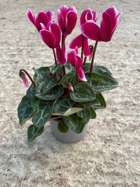 10.5cm Mini Cyclamen, Green Leaf (Autumn, Spring)