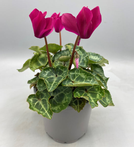 10.5cm Mini Cyclamen, Green Leaf (Autumn, Spring)