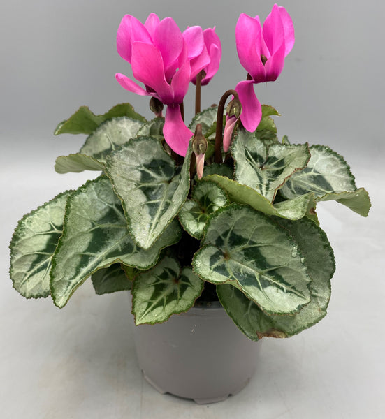 10.5cm, Mini Cyclamen (Autumn, Spring)  Quality, Affordable, Fresh,  Greenhouse to Garden