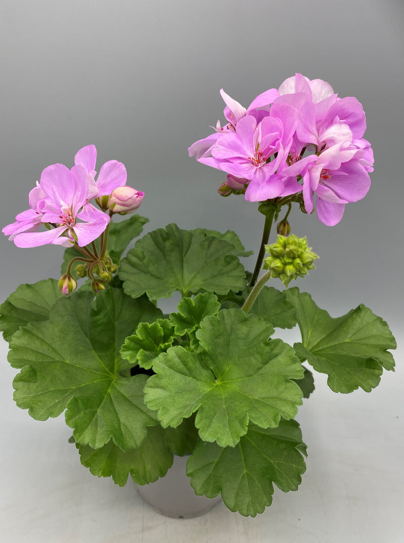 Zonal Geranium 10.5cm Pot (Spring, Summer)