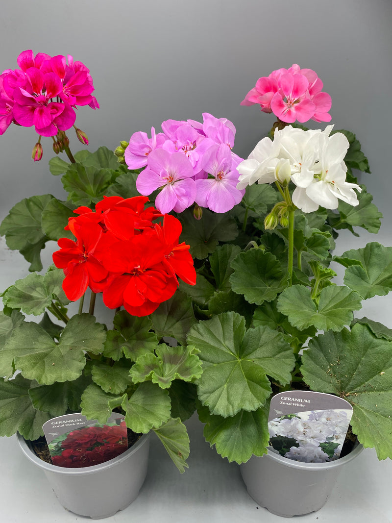 Zonal Geranium 10.5cm Pot (Spring, Summer)