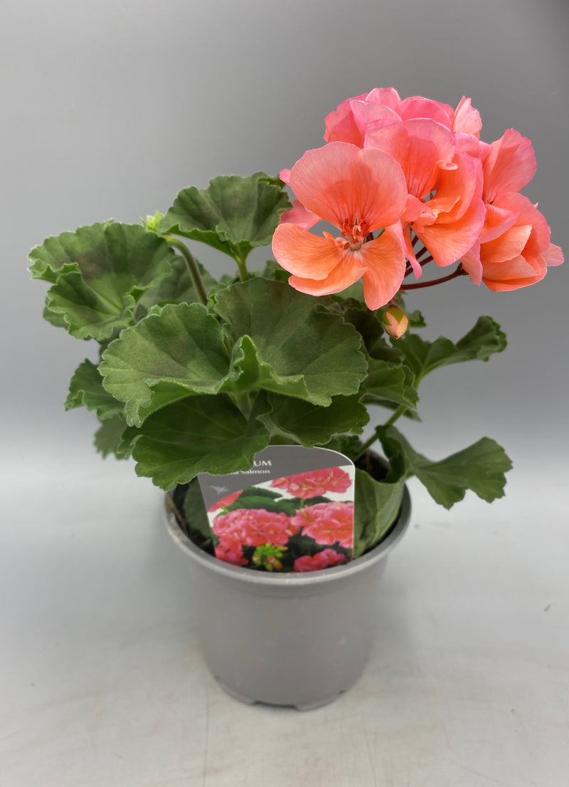 Zonal Geranium 10.5cm Pot (Spring, Summer)