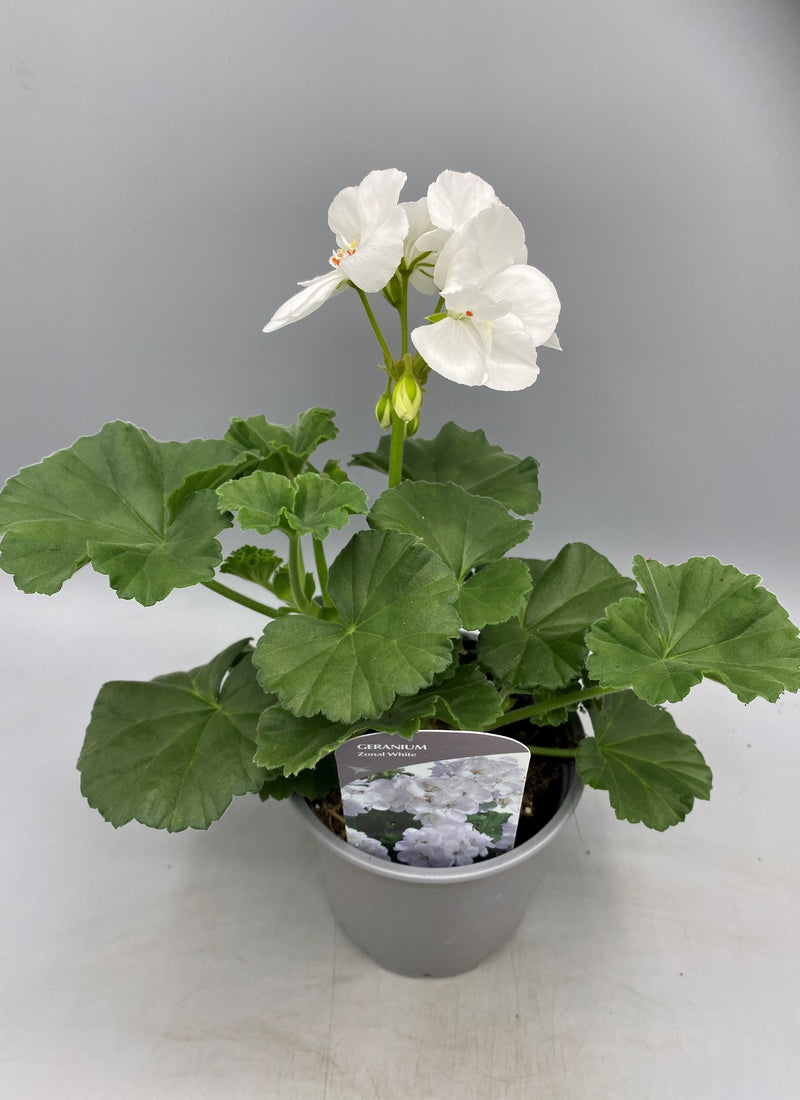 Zonal Geranium 10.5cm Pot (Spring, Summer)