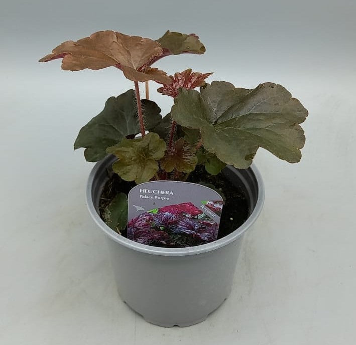 10.5cm Heuchera Palace Purple (Perennial, Summer, Autumn, Spring, Foliage)