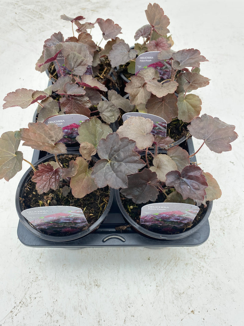 10.5cm Heuchera Palace Purple (Perennial, Summer, Autumn, Spring, Foliage)