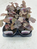 10.5cm Heuchera Palace Purple (Perennial, Summer, Autumn, Spring, Foliage)