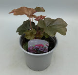 10.5cm Heuchera Palace Purple (Perennial, Summer, Autumn, Spring, Foliage)