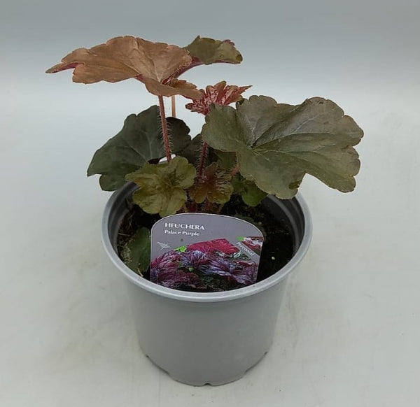 10.5cm Heuchera Palace Purple (Perennial, Summer, Autumn, Spring, Foliage)