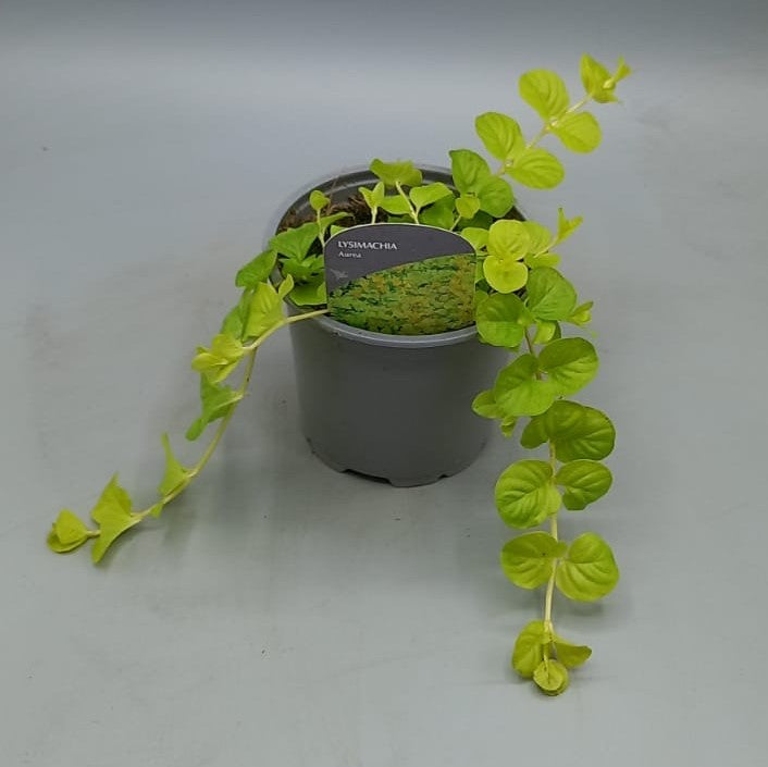 10.5cm Lysmachia, Perennial, Summer, Autumn, Spring