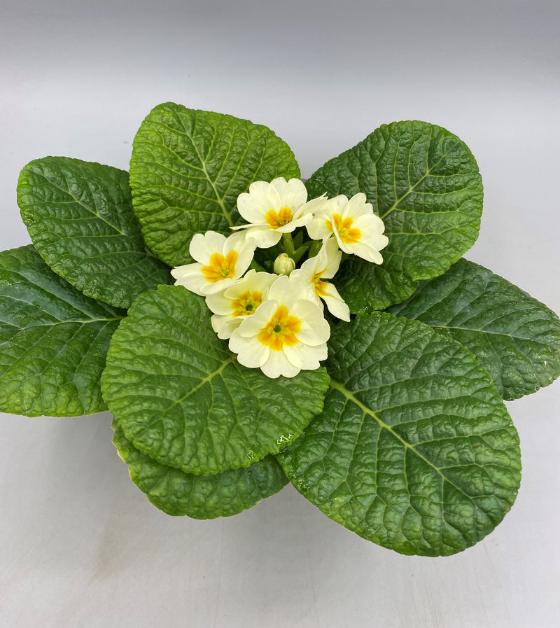 10.5cm Primrose Primula (Autumn, Spring, Winter, Spring Indoor)