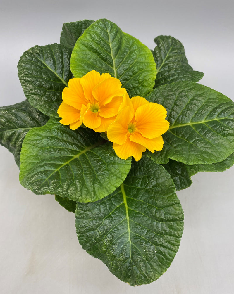 10.5cm Primrose Primula (Autumn, Spring, Winter, Spring Indoor)