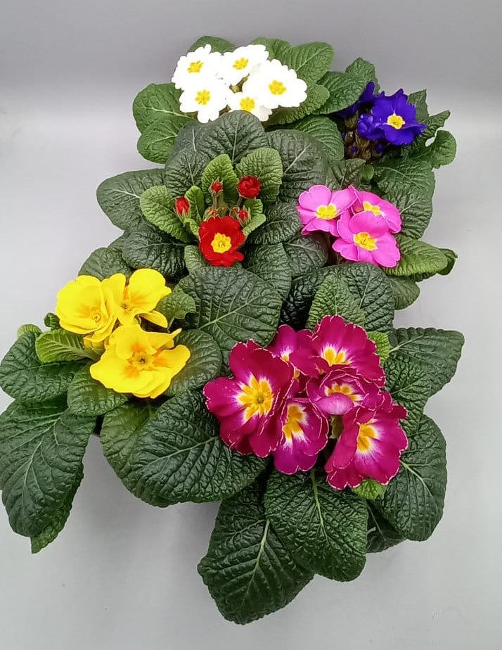 10.5cm Primrose Primula (Autumn, Spring, Winter, Spring Indoor)