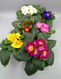 *DEAL OF THE WEEK* 10.5cm Primrose Primula Tray of 15 Pots (Autumn, Spring, Winter, Indoor)