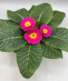 *DEAL OF THE WEEK* 10.5cm Primrose Primula Tray of 15 Pots (Autumn, Spring, Winter, Indoor)
