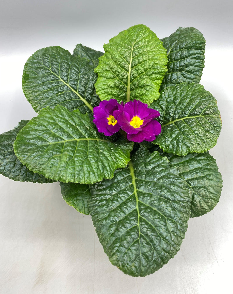 10.5cm Primrose Primula (Autumn, Spring, Winter, Spring Indoor)