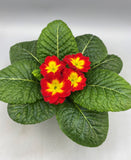 *DEAL OF THE WEEK* 10.5cm Primrose Primula Tray of 15 Pots (Autumn, Spring, Winter, Indoor)