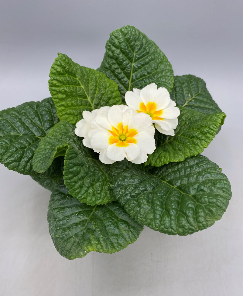 10.5cm Primrose Primula (Autumn, Spring, Winter, Spring Indoor)