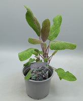 10.5cm Purple Sage/Salvia Purpurea (Perennial, Summer, Autumn, Spring, Foliage)