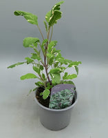 10.5cm Tricolour Sage (Perennial, Summer, Autumn, Spring, Foliage)