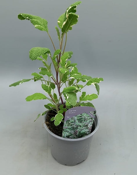 10.5cm Tricolour Sage (Perennial, Summer, Autumn, Spring, Foliage)