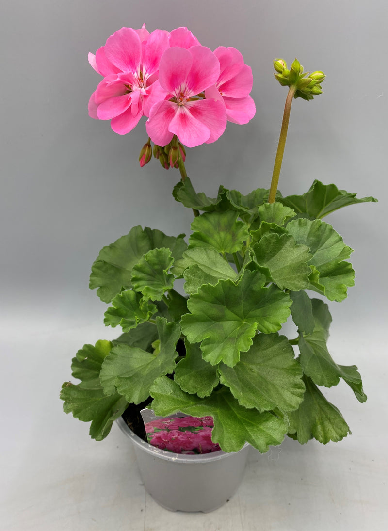 Zonal Geranium 10.5cm Pot (Spring, Summer)