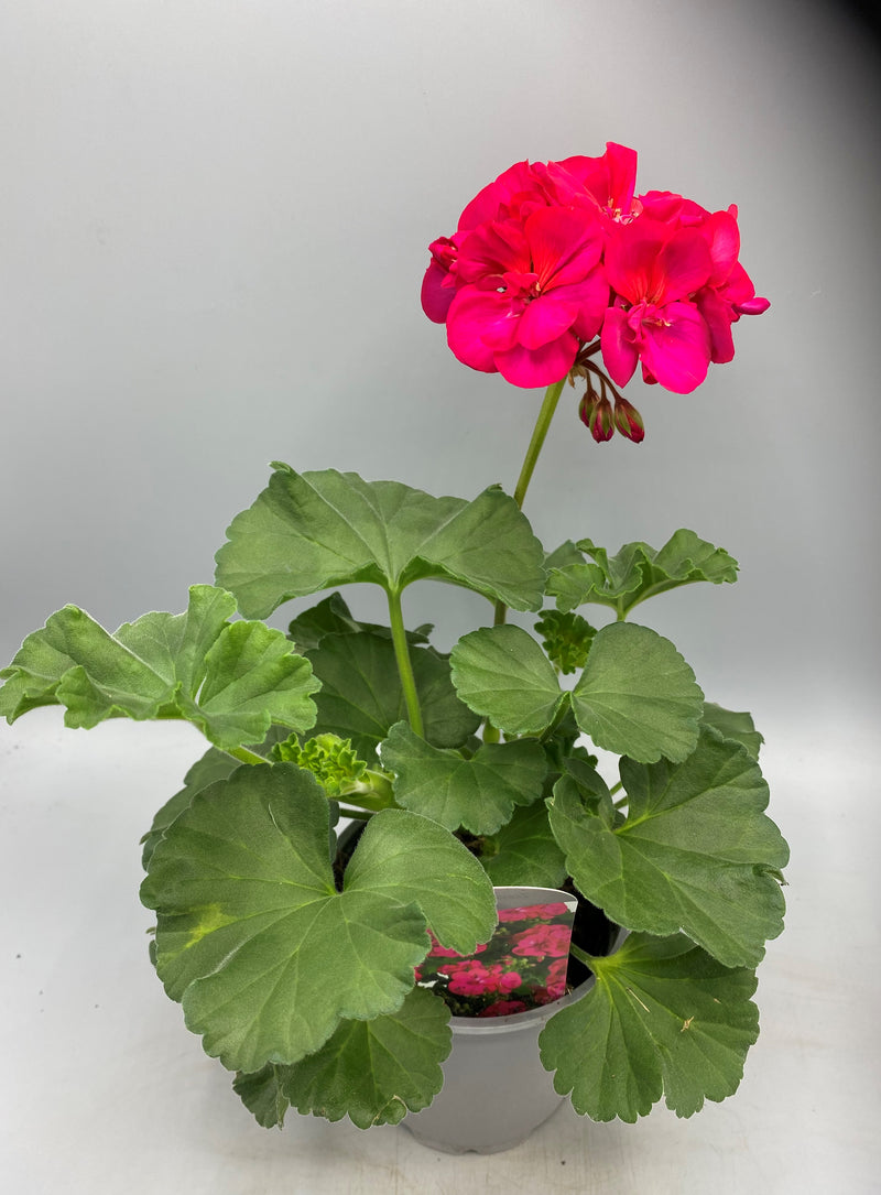 Zonal Geranium 10.5cm Pot (Spring, Summer)