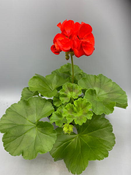 10.5cm Zonal Geranium (Spring, Summer)