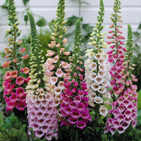 Large Foxglove Digitalis (Spring, Summer, Perennial) *LONDON, SOUTH EAST ENGLAND ONLY* (Woodlarks Delivery)