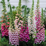Large Foxglove Digitalis (Spring, Summer, Perennial) *LONDON, SOUTH EAST ENGLAND ONLY* (Woodlarks Delivery)