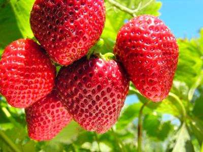 Strawberry Starter Plant