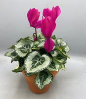 17.5cm Seasonal Terracotta Patio Pot with Cyclamen (Autumn, Christmas) *woodlark delivery only*