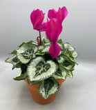 17.5cm Seasonal Terracotta Patio Pot with Cyclamen (Autumn, Christmas) *woodlark delivery only*