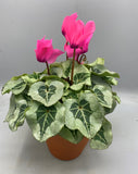 17.5cm Seasonal Terracotta Patio Pot with Cyclamen (Autumn, Christmas) *woodlark delivery only*