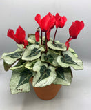 17.5cm Seasonal Terracotta Patio Pot with Cyclamen (Autumn, Christmas) *woodlark delivery only*